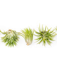 Tillandsia Ionantha Mexican Air Plants