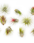 Tillandsia Ionantha Mexican Air Plants