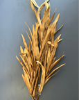Brown Eva Grass Stem