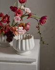 Tulipa Compote