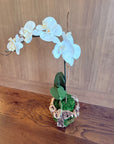 Faux White Orchid Stem in Moss with Driftwood – 28”