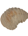 Stoneware Shell Dish