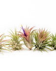Tillandsia Ionantha Mexican Air Plants