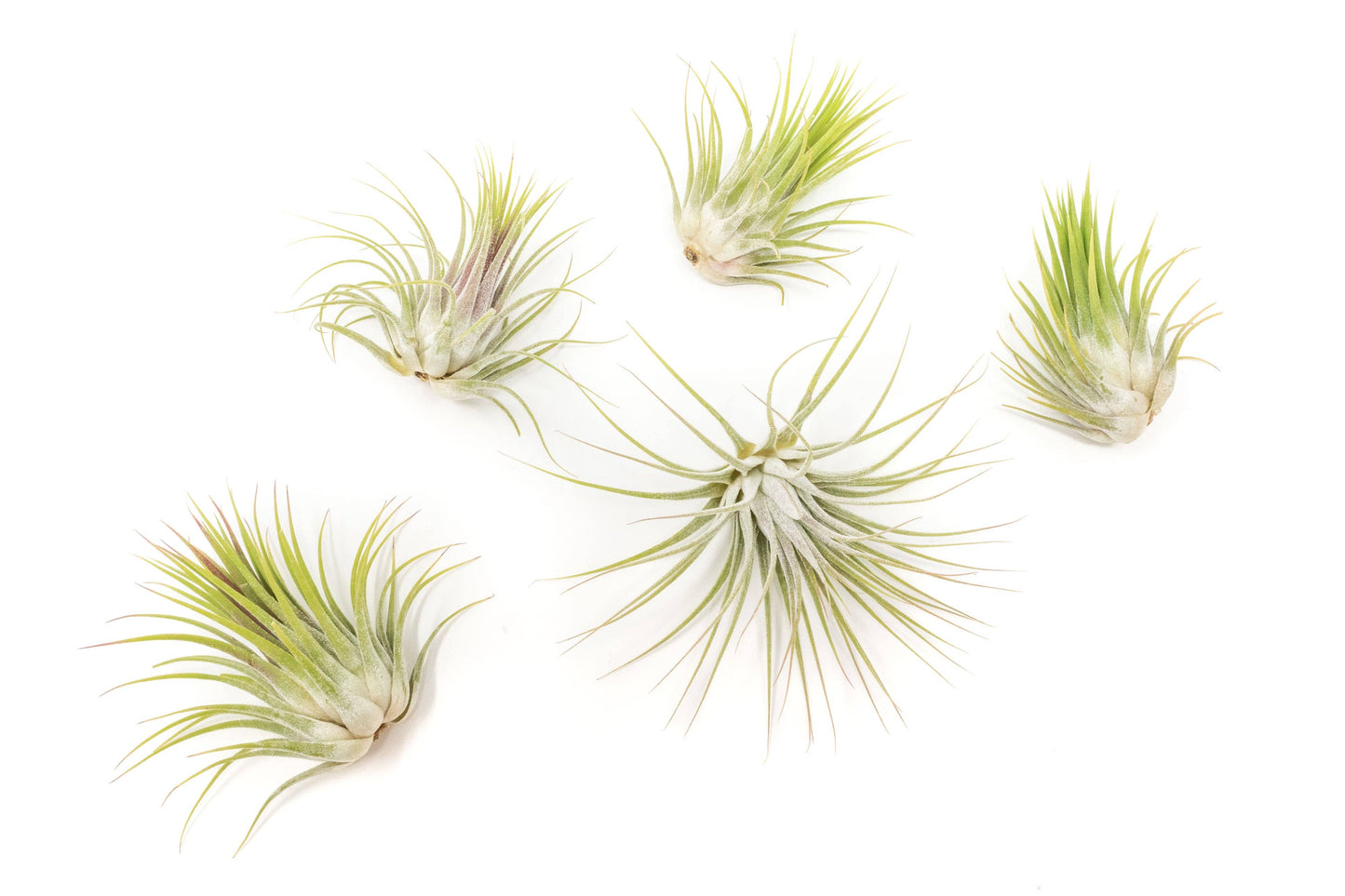 Tillandsia Ionantha Air Plant