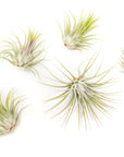 Tillandsia Ionantha Air Plant