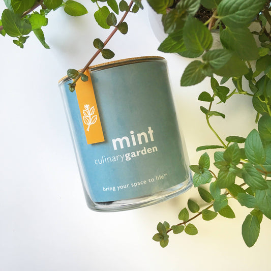 Essential | Mint Culinary Garden | tea lover