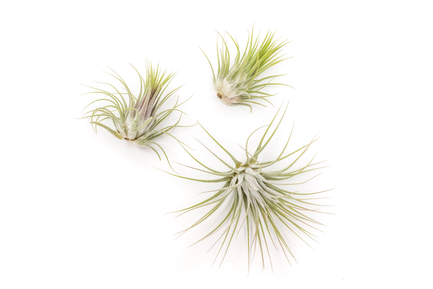 Tillandsia Ionantha Air Plant