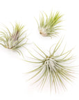 Tillandsia Ionantha Air Plant