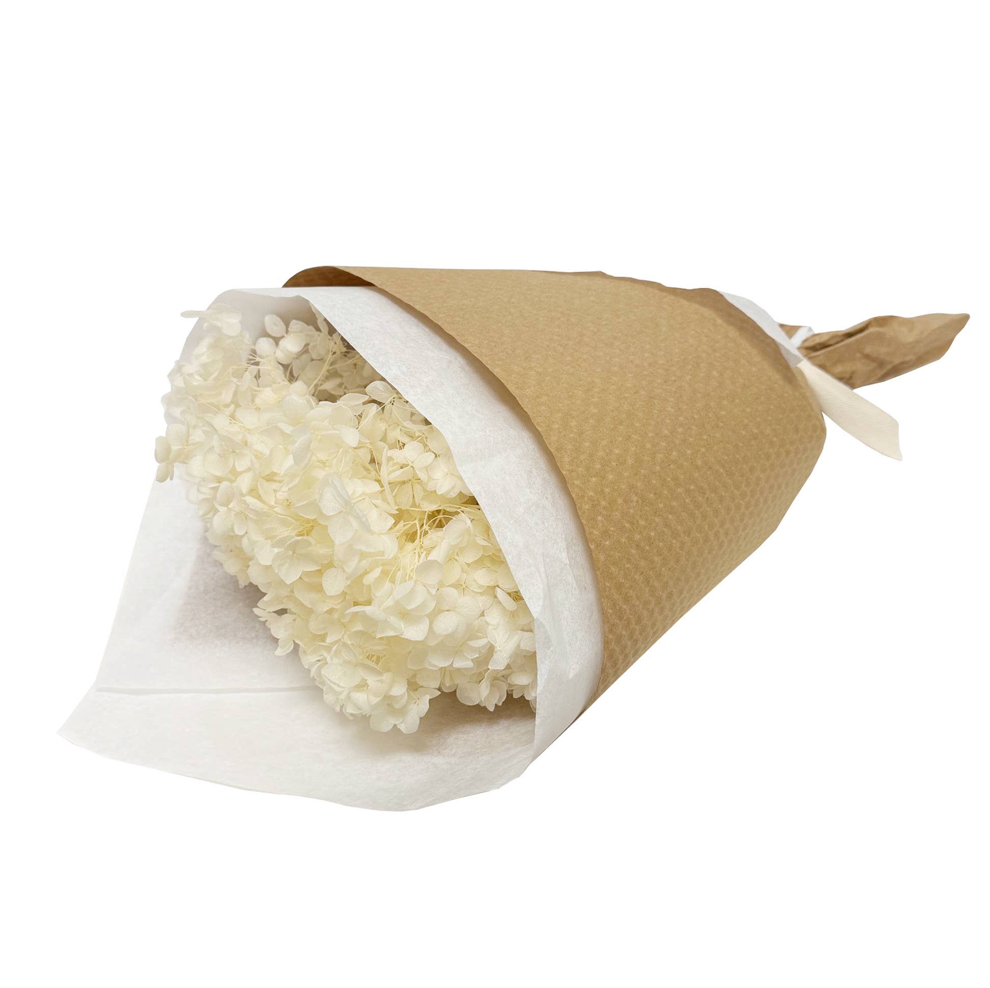 Ivory Preserved Hydrangea 