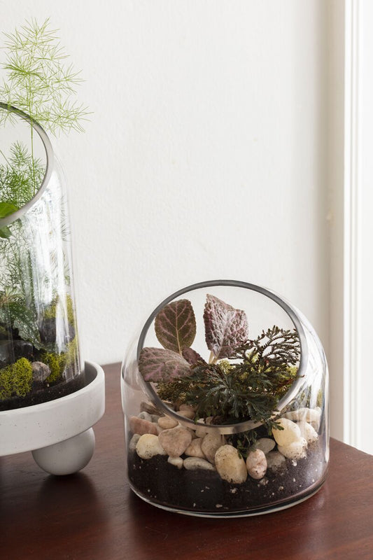 Warner Terrarium