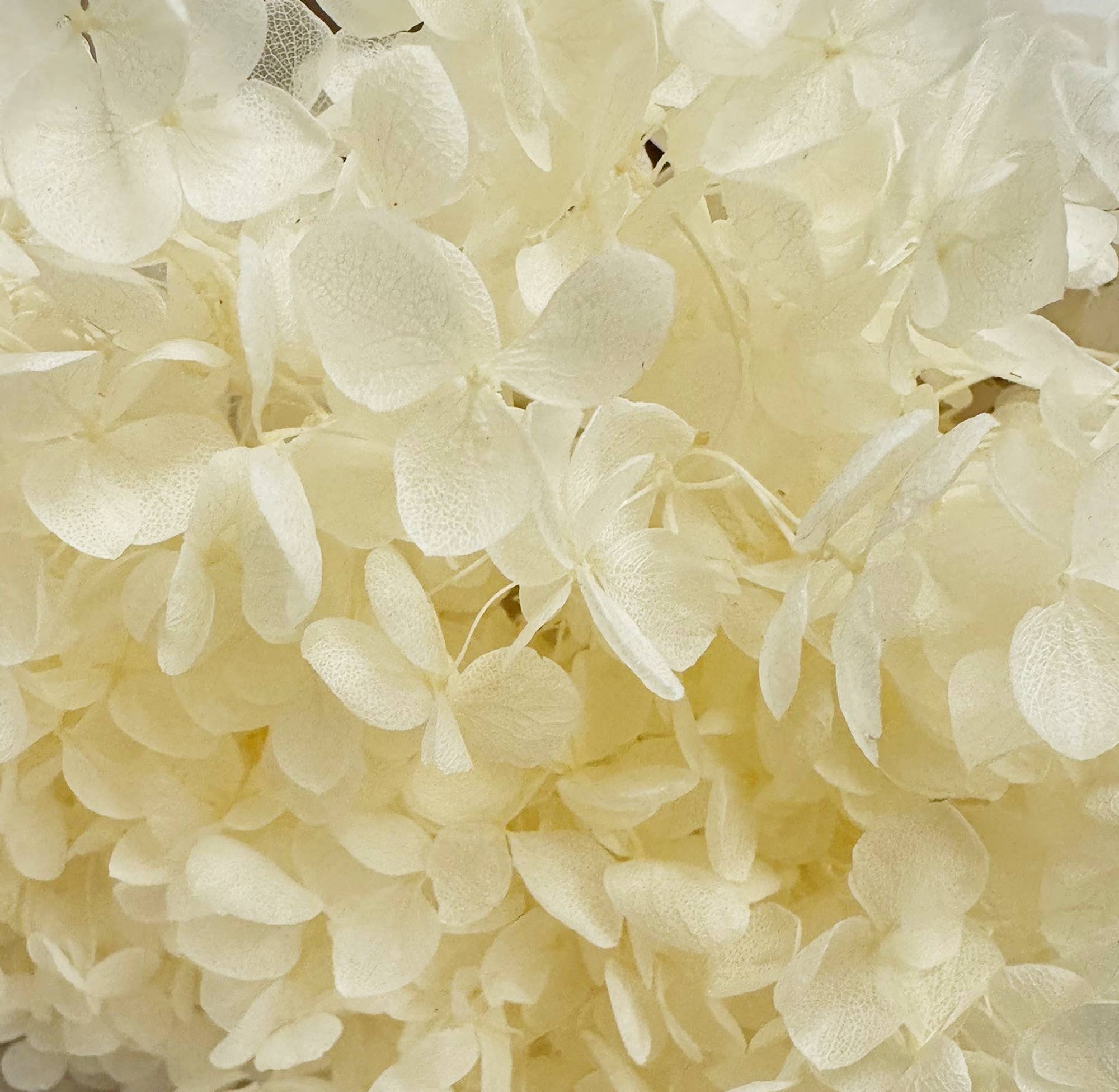 Ivory Preserved Hydrangea 