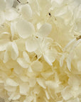 Ivory Preserved Hydrangea 