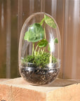 Sole Terrarium, Glass – Oval