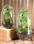 Sole Terrarium, Glass – Oval
