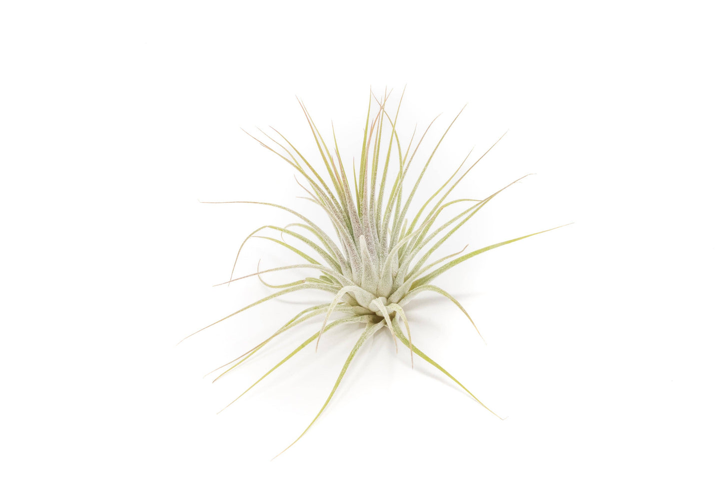 Tillandsia Ionantha Air Plant