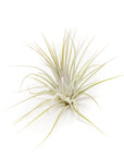 Tillandsia Ionantha Air Plant