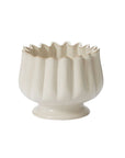 Tulipa Compote