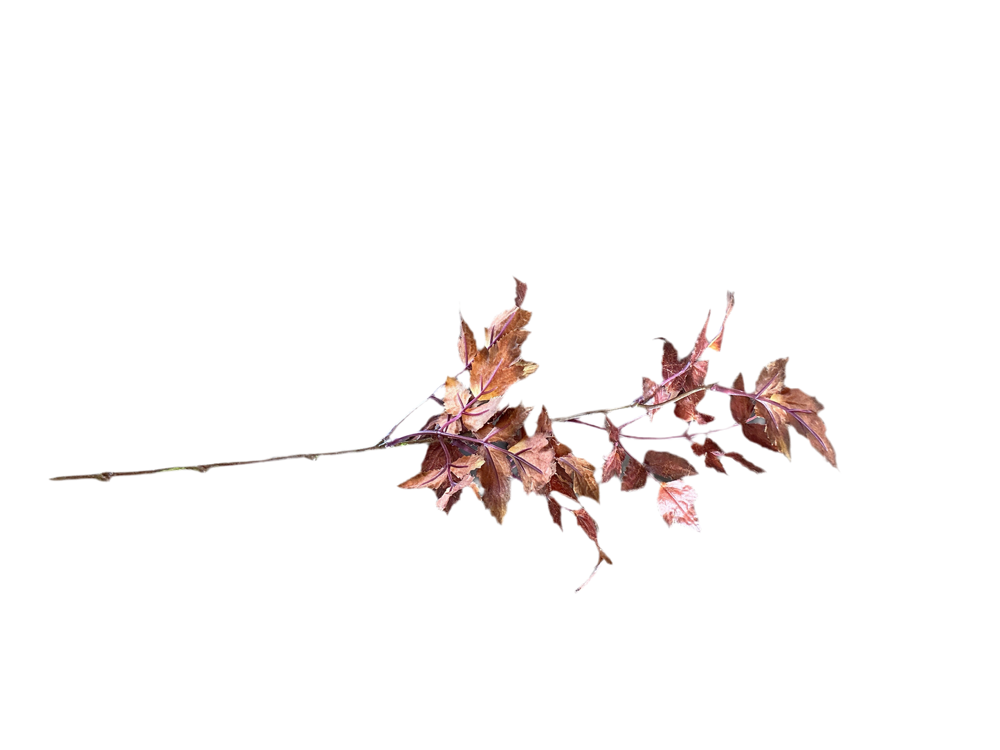 Faux Plum Cimicifuga Ramosa Leaf Spray - 19.5"