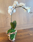 Faux White Orchid Stem in Moss with Driftwood – 28”