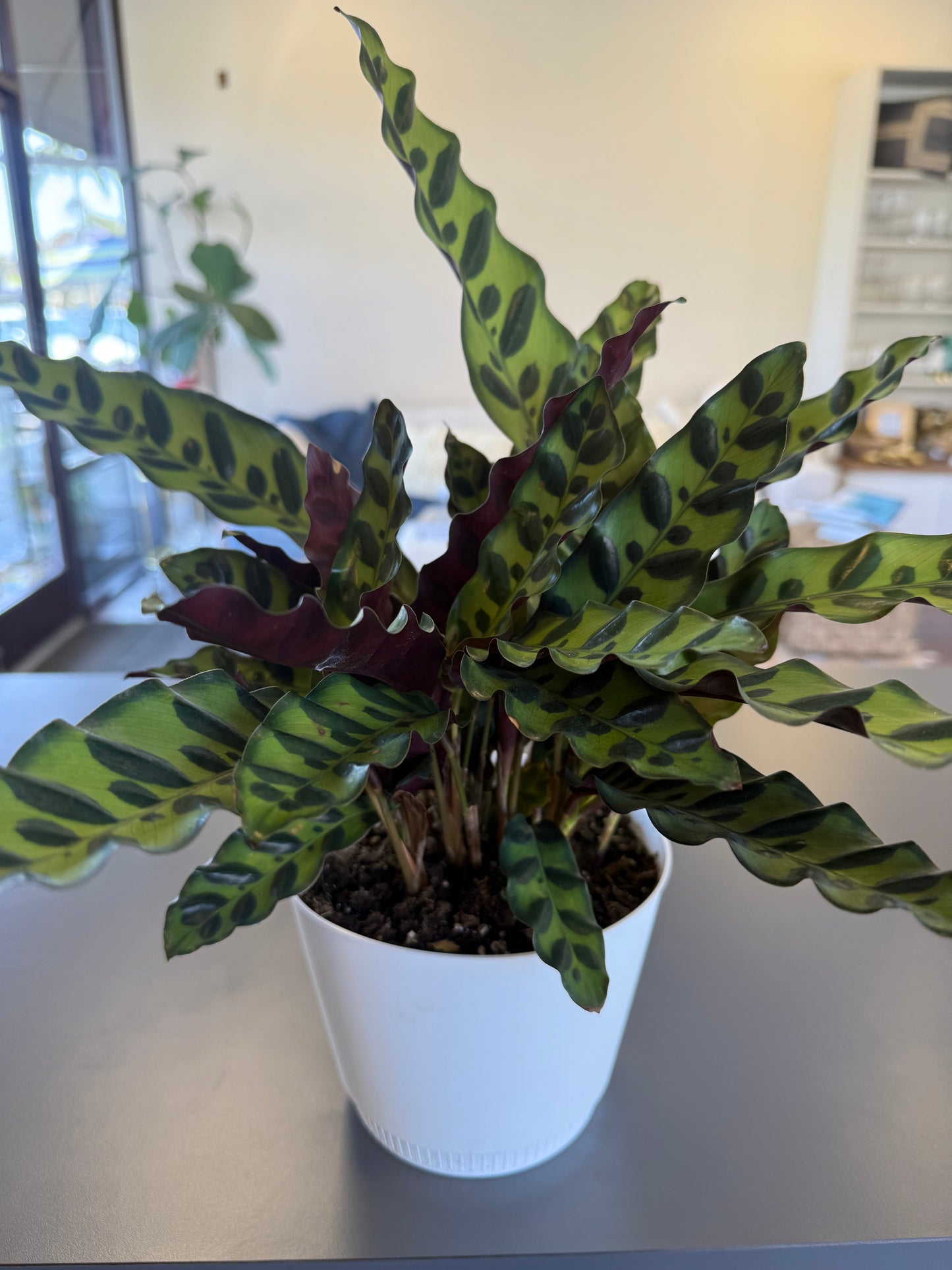 Plant - Geoppertia insignis