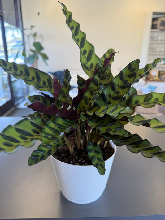 Plant - Geoppertia insignis