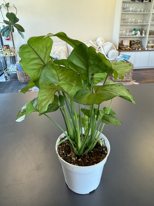 Plant - Syngonium Confetti