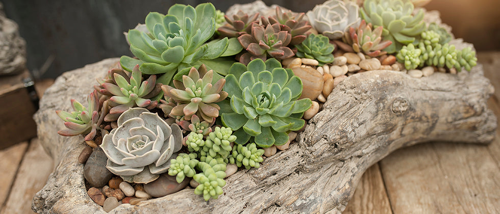 Succulent Driftwood Planter Workshop