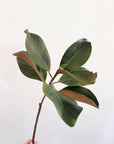 Faux Magnolia Stem – 27" Lifelike Greenery for Year-Round Home Décor