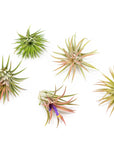 Tillandsia Ionantha Mexican Air Plants