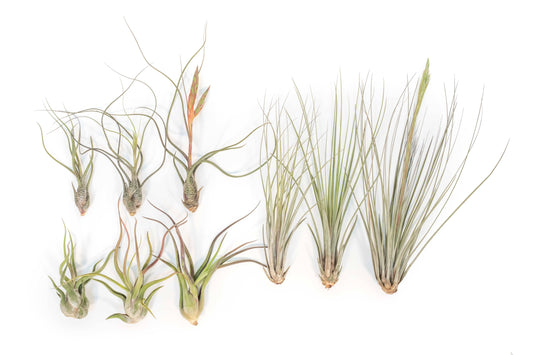 The Long & Lovely Collection of Tillandsia Air Plants