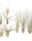 The Long & Lovely Collection of Tillandsia Air Plants