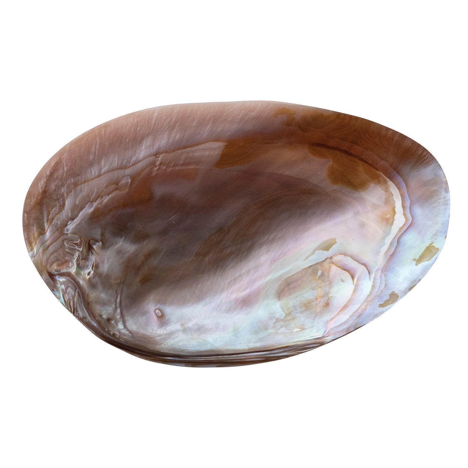 7"L x 4-1/4"W Decorative Natural Shell Footed Dish (Each One Will Vary)