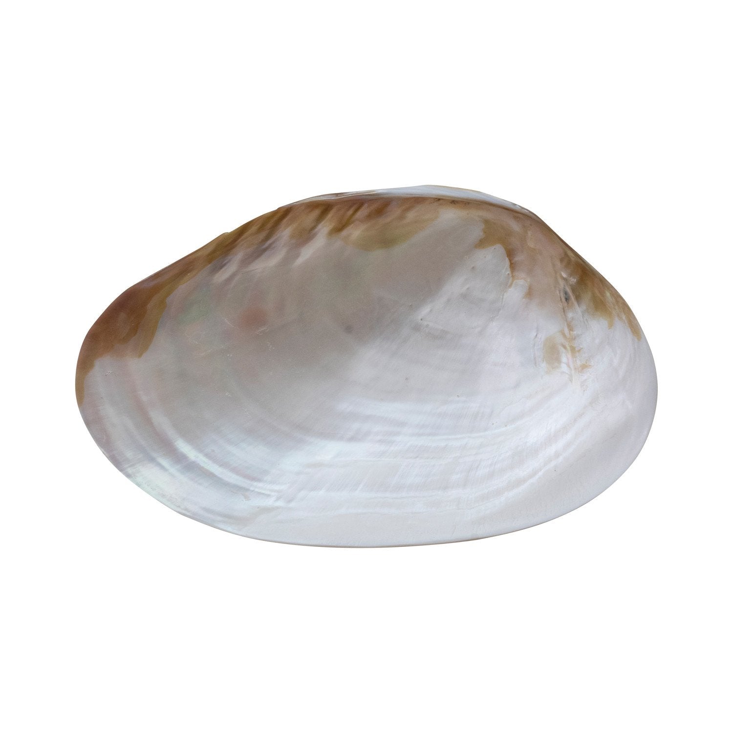 Decorative Natural Shell Footed Dish (Each One Will Vary)
